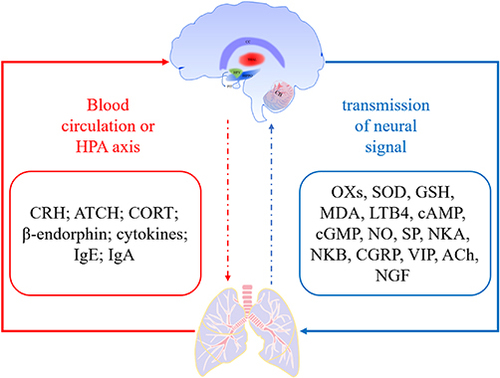 Figure 5 Ligand–receptor chemical signaling pathway involved in asthma.