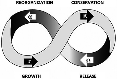 Figure 2. The adaptive cycle (after Holling Citation2001).