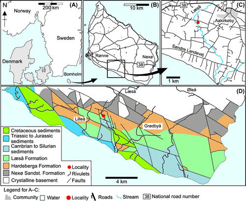 Figure 1. A. Maps showing the position of Bornholm relative to the Danish mainland. B. The island with major roads and communities. C. Area with the locality Vejrmøllegård at Læså rivulet near Aakirkeby and Grødby rivulet, exact collecting locality unknown. D. Geological map of southern Bornholm showing sedimentary units and the position of Vejrmøllegård relative to the Læså rivulet and Læså Formation. Geological map based on Graversen (Citation2009).
