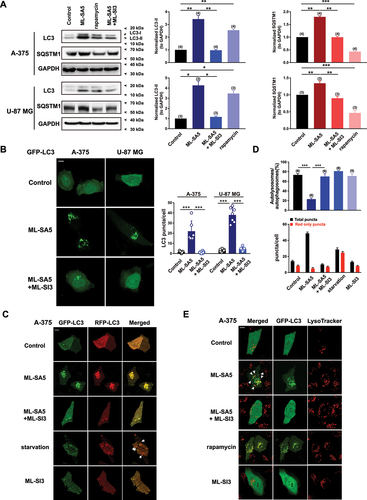 Figure 1. Activation of MCOLN1 inhibits autophagy in A-375 and U-87 MG cells. (A) Both LC3-II and SQSTM1 protein levels were significantly increased by ML-SA5 treatment (5 µM; 4 h) and the increase in LC3-II and SQSTM1 was abolished by the co-application of ML-SI3 (20 µM) in A-375 and U-87 MG cells. Rapamycin (50 µM) served as a positive control for assessing autophagic flux. LC3-II and SQSTM1 levels under the conditions indicated were normalized to GAPDH. n = 3–4. (B) Representative confocal images showing that ML-SA5 application (5 µM for 4 h; middle panels) induced overt LC3 puncta structures in transiently GFP-LC3-expressing A-375 or U-87 MG cells, while LC3 displayed diffused pattern under control conditions (upper panels). Co-application of ML-SI3 (20 µM) significantly inhibited LC3 puncta structures induced by ML-SA5 treatment (bottom panels). Scale bar: 10 µm. Statistical analysis of LC3 puncta in A-375 and U-87 MG cells, under the conditions indicated, were quantified in 5–12 cells from at least three independent experiments. (C) Abundance of LC3 puncta as reflected by GFP and RFP fluorescence in transiently expressed tandem GFP-RFP-LC3 A-375 cells under the control, ML-SA5 (5 µM), ML-SA5 (5 µM) + ML-SI3 (20 µM), starvation (FBS and AA free), and ML-SI3 (20 µM). The arrows indicate red puncta only. All treatments were for 4 h. Scale bar: 10 µm. Starvation was used as a positive control for inducing autophagy. (D) The numbers of total (autophagosomes) and red only puncta (autolysosomes) and ratio of autolysosomes to autophagosomes were quantified from 5–8 experiments (typically n = 51–58 cells) under the conditions indicated in C. (E) Representative confocal images showing that in comparison to rapamycin treatment (50 µM, bottom panels), most green puncta induced by ML-SA5 (5 µM) in GFP-LC3-expressing A-375 cells were adjacent to, but not fused to lysosomes stained by LysoTracker (arrows; middle panels). Co-application of ML-SI3 (20 µM) abolished abundance of LC3 puncta resulted from ML-SA5 treatment in transiently expressed GFP-LC3 A-375 cells. Scale bar: 10 µm. Means ± SEMs are shown in panels A, B, and D. Significant differences were evaluated using one-way ANOVA followed by Tukey’s test. *P < 0.05; **P < 0.01; ***P < 0.001.