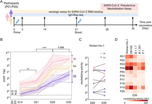 Figure 1. Plasma-neutralizing activity. (A) Schematic illustration of the study design. Two-dose inactivated vaccine was injected on days 0 and 21. The longitudinal samples were collected for serological tests and IgH repertoire sequencing. (B) Surrogate virus-neutralizing test (sVNT) was performed to measure the plasma-neutralizing activity using an ACE2-competition assay. An interval plot shows a 95% confidence interval for the mean of each group at different time points. P values were calculated from a paired two-tailed Student’s t-test. ***p < 0.001, **p < 0.01. N.D.: not detectable. A dashed line indicates the assay detecting threshold. Participants were arbitrarily divided into the Hi (upper quartile, pink), Me (the interquartile range, orange) and Lo (lower quartile, purple) groups based on the sVNT titres on day 35. (C) Plasma-neutralizing activity was measured with pseudotyped virus expressing SARS-CoV-2 spike (Wuhan-Hu-1) on days 28 and 35. The dot represents the activity in each participant. Hi and Lo groups are depicted as these in (B). (D) Neutralizing activity against pseudotyped viruses expressing indicated original and variant S proteins of samples collected on day 35.