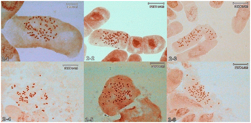 Figure 2. (Colour online) Polyploidy in somatic metaphases: 2-1, Jurinea monocephala subsp. sintenisii 2n = 68; 2-2, J. radians 2n = 68; 2-3, J. viciosoi 2n = 68; 2-4, J. eriobasis 2n = 72; 2-5, J. bungei 2n = 68; 2-6, J. macrocephala subsp. elbursensis 2n = 68.