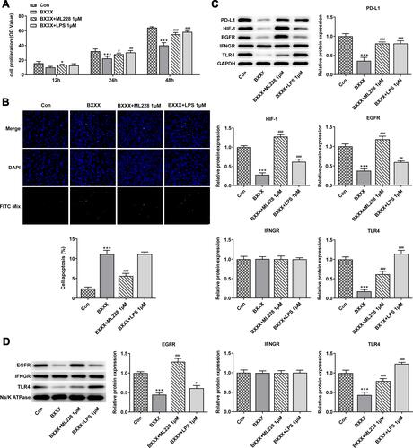 Figure 5 It was further found that BXXX inhibits the proliferation and promotes the apoptosis of GC cells by indirectly regulating the expression of PD-L1 through multiple pathways and targets. (A) CCK-8 detected the cell viability. (B) Tunel assay detected the apoptosis of cells. (C) Western blot detected the expression of related proteins in the PD-L1 pathway. (D) Western blot detected the expression of EGFR, IFNGR and TLR4 in cell membrane. *P<0.05 vs control; ***P<0.001 vs Con; #P<0.05, ##P<0.01, ###P<0.001 vs BXXX.