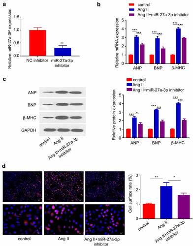 Figure 3. miR-27a-3p inhibition suppresses Ang II–induced cardiac hypertrophy. (a) miR-27a-3p expression level in H9c2 cells after the transfection of miR-27a-3p inhibitor. n = 3 independent experiments. (b), β-MHC and BNP mRNA levels were detected using RT-qPCR in H9c2 cells. n = 3 independent experiments. (c) Western blotting analysis of the protein levels of, β-MHC and BNP in H9c2 cells with indicated treatment. Relative level of the target proteins was normalized to GAPDH level. n = 3 independent experiments. (d) α-actinin immunofluorescence staining and cell surface area determination. Scale bar: 20 µm. n = 3 independent experiments., each with the measurement of 100 cells. *P < 0.05, **P < 0.01, ***P < 0.001.