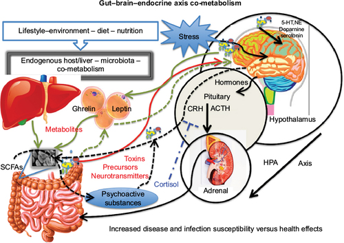 Figure 1 The HPA microbiota–gut–brain–endocrine pathway and intersecting organs demonstrating a known afferent and efferent cross-talk, which is yet to be well characterized and is very complex.