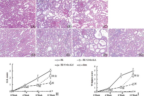 Figure 3. Effects of ALA on renal histology. Representative pictures of PAS staining are shown (magnification ×100). (A) RK wk 4 group; (B) RK wk 8 group; (C) RK wk 12 group; (D) RK + 4 wks ALA group; (E) RK + 8 wks ALA group; (F) RK + 12 wks ALA group; (G) RK + 8 wks ALA′ group. ALA treatment improved glomerulosclerosis and tubulointerstitial fibrosis before week 8 and this effect continued after the treatment was discontinued after week 8. Continued treatment after week 8 exacerbated renal tissue damage. Semiquantitative scoring of glomerular sclerosis and tubulointerstitial injury was summarized in H–I.Notes: *p < 0.01 versus the rest, #p < 0.05 versus RK, ⋇p < 0.01 versus RK, *p < 0.01 versus RK + 8 wks ALA′.