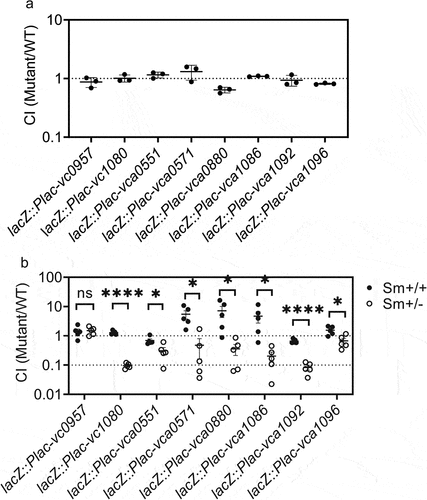 Figure 4. A microbiota recovery mouse model demonstrates functional genes in V. cholerae that respond to presence of gut microbiota. (a) infant CD1 mice were administrated with vcMCB containing a mixture of wild-type V. cholerae and the indicated overexpressing mutant at a ratio of 1:1. Intestinal samples were collected at 18 h post inoculation and after quantitation of bacterial loads the ratio of mutant to wild-type was calculated to give the competition index (CI). (b) the gut microbiota of four-week-old CD-1 mice was disrupted by streptomycin prior to V. cholerae dosage. Sm+/+ mice continued to receive streptomycin in their drinking water, while Sm+/- mice were allowed to restore their gut microbiota 14 h after dosage of the bacteria. All animals received a mixture of wild-type and the indicated overexpressing mutant. The CI of mutant/wild-type detected in fecal pellets 5 days post gavage is shown, normalized with the input ratio. Significance by t-test is indicated (ns, not significant, *p < .05, ****p < .0001).