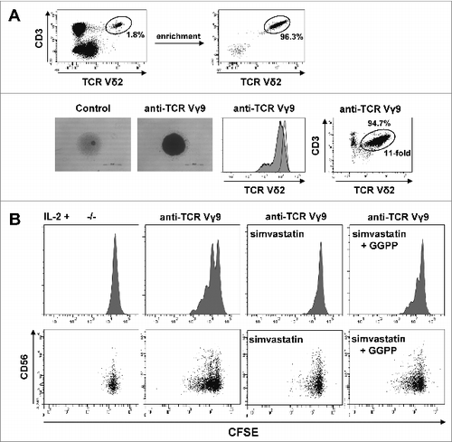 Figure 3. Cell-extrinsic geranylgeranyl pyrophosphate (GGPP) can restore Vγ9Vδ2 T cell proliferation during statin-mediated mevalonate pathway inhibition. (A) γδ T cells were isolated and stimulated with 10 μg/ml of an anti-Vγ9 antibody plus 100 U/mL IL-2 inducing cell aggregation (scale bar: 500 μm), γδ T cell receptor (TCR) downregulation and γδ T cell expansion. (B) Carboxyfluorescein diacetate succinimidyl ester (CFSE)-labeled γδ T cells were stimulated with an anti-Vγ9 antibody plus 100 U/mL IL-2 and proliferation was inhibited by 2 μg/ml simvastatin (statin). Add-back of 10 μg/ml GGPP partially restored proliferation. Cells were counterstained for CD56 and analyzed by flow cytometry. Data are representative of 3 independent experiments with 2 different donors.