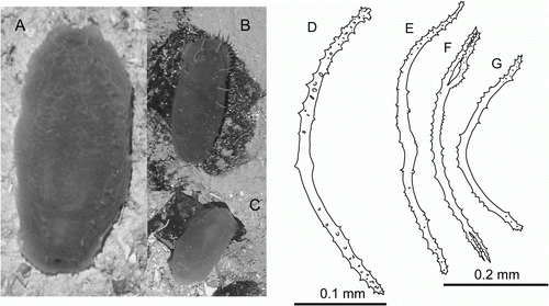 Figure 2.  Hansenothuria sp. (A–C) Underwater photographs: (A) St. JC048/43 Dive 174; (B) St. JC048/40 Dive 173; (C) JC048/53 Dive 178. (D–G) Ossicles of papillae. (D) scale 0.1 mm; (E–G) scale 0.2 mm.