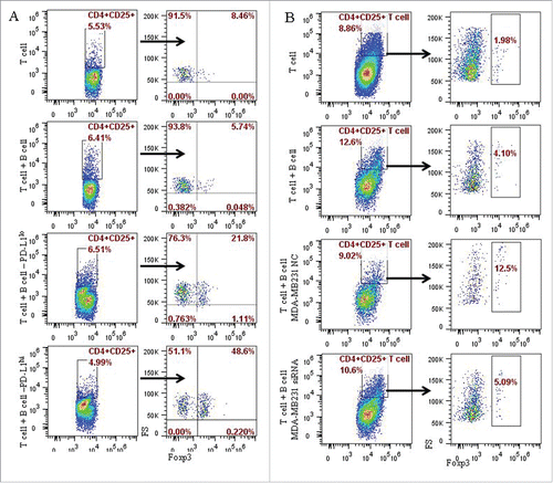 Figure 5. PD-L1 contributed to the induction of the CD4+CD25+Foxp3+ Tregs by CD19+ B cells in in vitro system. The potential role of PD-L1 in the B cells and T cells interaction were examined in co-culture experiments of CD4+ T cell with CD19+ B cells, or CD19+ B cells pre-cultured with MCF-7 or MD-MB231 cells, or MD-MB231 cells with or without PD-L1 knocked down. CD4+ T cells were isolated by CD4+ positive selection kit from peripheral blood of healthy individuals. Following activation with anti-human CD3 and anti-human CD28 antibodies, CD4+ T cells and B cells as described above were mixed together at a ratio of 1:1, and analyzed by flow cytometry following culture for the specified time as described in the Materials and Methods section. (A) A total of 48.6% CD4+CD25+ Foxp3+ T cells were produced in co-culture system in which B cells were pre-cultured (or stimulated) by PD-L1hi MD-MB231, 21.8% CD4+CD25+ Foxp3+ T cells in co-culture system of T cells with B cells stimulated by PD-L1lo MCF-7. (B) A total of 5.09% and 12.5% of CD4+CD25+ Foxp3+ T cells were detected in co-culture with B cells stimulated by MD-MB231 with or without PD-L1 depletion by PD-L1-siRNA or PD-L1-NC (negative control), respectively.