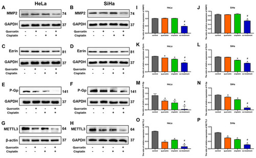 Figure 6 The effects of quercetin combined with cisplatin on the P-Gp and METTL3 protein expression in cervical cancer cells. Western blot was used for the detection of MMP2 after drug treatment in HeLa (A) and SiHa cells (B), the detection of ezrin in HeLa (C) and SiHa (D), the detection of P-Gp in HeLa (E) and SiHa cells (F) and the detection of METTL3 in HeLa (G) and SiHa cells (H). The bar graphs represent the ratios of MMP2, ezrin, P-Gp and METTL3 relative expressions compared with internal parameter in HeLa and SiHa cells (I–P). Data are expressed as means ± SD deviation of three independent experiments. *P < 0.05 vs control group, #P < 0.05 vs cisplatin group.