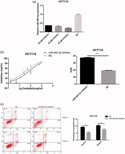 Figure 4. Downexpression of miR-483-3p enhanced the resistance of HCT116 to oxaliplatin treatment. (a). The expression level of miR-483-3p in HCT116 transfected with different concentrations (20 μM, 30 μM and 40 μM) of miR-483-3p inhibitor. (b). Inhibition of miR-483-3p induced by transfection of miR-483-3p inhibitor enhanced the resistance of HCT116 cells to oxaliplatin at 24 h post treatment. (c). Inhibition of miR-483-3p in HCT116 cells decreased the apoptosis rate. *p < .05 and ***p < .001 (Student’s t-test).