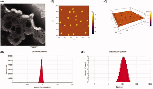 Figure 2. Characterization of dual targeting daunorubicin plus rofecoxib liposomes. (A) TEM image of dual targeting daunorubicin plus rofecoxib liposomes, (B) two-dimension AFM image of dual targeting daunorubicin plus rofecoxib liposomes, (C) three-dimension AFM image of dual targeting daunorubicin plus rofecoxib liposomes, (C) size distribution of dual targeting daunorubicin plus rofecoxib liposomes and (D) zeta value of dual targeting daunorubicin plus rofecoxib liposomes.