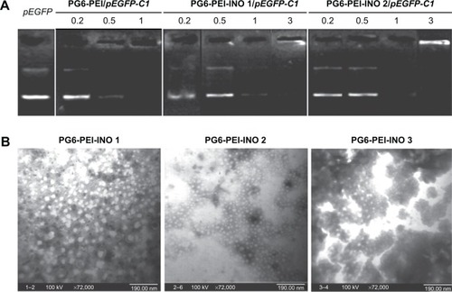 Figure 4 DNA-binding ability of PG6-PEI-INO polymers.Notes: (A) Agarose gel electrophoresis of PG6-PEI-INOs/pEGFP-C1 complexes at varied weight ratios. (B) Morphologic study of PG6-PEI-INO/pEGFP-C1 (w/w =5) complexes using transmission electron microscopy.Abbreviations: INO, myo-inositol; PEI, polyethylenimine; PG6, polyglycerol.