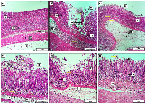 Figure 6 Photomicrograph of gastric tissue from groups; (G1) Shows no obvious lesions, represented by intact and typically arranged gastric layers started with the mucosa (M) with normally appearing gastric glands (G), then a loose connective tissue of submucosa (SM), two layers of smooth muscle representing the muscularis externa (ME), and finally the serosa (S) which consist of adipose tissue. (G2) Reveal significant area of mucosal erosion (ER) together with the presence of hemorrhage (HR) mixed with necrotic tissue, and diffusely distributed inflammatory exudates (yellow arrows) throughout the mucosal (M) erosion and the submucosa which contains also a pinkish edematous fluid (ED). (G3) Elucidate the presence of light pinkish edema (ED) within the submucosa mixed with inflammatory exudates (yellow arrows). The inflammatory exudates can also be seen among the gastric glands (G) which show a regenerative capacity in the area of gastric mucosal erosion (ER). (G4) Show pinkish-proteinaceous inflammatory exudates (yellow arrows) mixed with mucosal necrotic debris (ND) in the area of mucosal erosion (ER). The inflammatory exudates are also distributed among the gastric glands, together with the presence of submucosal (S) inflammatory edema (ED). (G5) Display slight mucosal necrotic debris (yellow arrows) in the area of gastric erosion (ER) mixed with some inflammatory cells (IF). Regeneration of some damaged gastric glands (G) and some edema with a scant number of inflammatory cells in the submucosa (S). (G6) show clear regeneration of mucosal gastric glands (G), reduction in the area of mucosal erosion (ER) together with few inflammatory cell infiltration (yellow arrows), and pinkish inflammatory edema (ED) can be noted clearly within the submucosal layer. H&E. Scale bar: 4 mm.