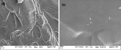 Figure 7. SEM images of a fractured surface of sample 28-1-49. Scale bar: (a) 20 μm, (b) 200 nm.