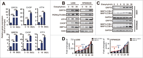 Figure 4. Elaiophylin sequentially induced ER stress. (A) Assessment of 78-kDa glucose-regulated protein (GRP78), C/EBP homologous protein (CHOP) and activating transcription factor 4 (ATF4) expression using real-time PCR in cells treated with elaiophylin (0.75 μM) for 18 and 36 h and (B) protein expression of GRP78, phospho-PERK (Thr980), ATF4, CHOP and XBP1s detected with western blotting. (C) Western blotting analysis of sequential protein expression changes in GRP78 and MAP1LC3B in cells incubated with elaiophylin (0.75 μM) for successive time points (0, 3, 6, 12, 24 and 36 h). (D) Quantification of the western blots is shown as representative column graphs. GAPDH served as a loading control. The data are shown as the means ± SD (3 independent experiments) and were analyzed using ANOVA (*P < 0.05 vs. 0 h).