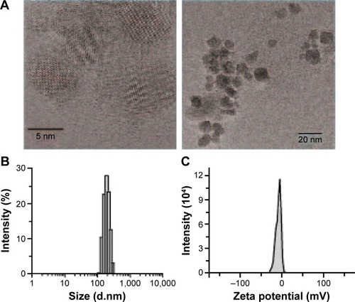 Figure 1 Characterization of fullerenol.Notes: Transmission electron microscopic image of smaller fullerenol cores (A, left) and larger aggregates (A, right, 1 μM fullerenol), size distributions (B), and zeta potentials (C) of fullerenol in water.