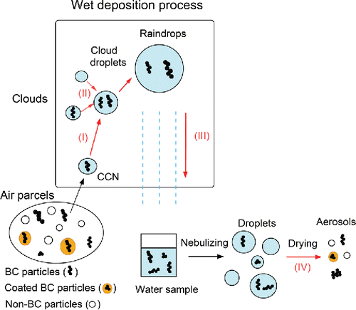 Figure 1. Schematic diagram of the wet deposition processes of BC and its extraction into air by a nebulizer: (I) growth of BC-containing particles into cloud droplets; (II) collision of cloud droplets; (III) formation of raindrops by coalescence of cloud droplets; (IV) extraction of BC from liquid water by the nebulizer. The size distributions and chemical composition of non-BC particles extracted by process (IV) are different from those in the air parcels.