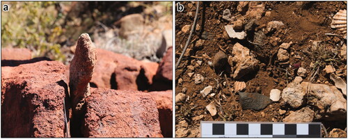 Figure 16. (a) Standing Stone DG-2019-EF004; (b) Level area at DG-2019-EF014 showing calcrete in situ and dispersed with lithics and shellfish.