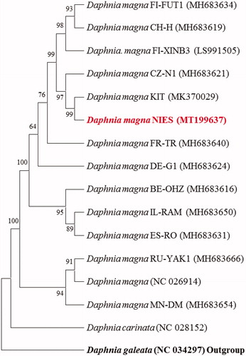 Figure 1. Phylogenetic analysis. We conducted a comparison of the mitochondrial genomes of 16 daphnids. Twelve protein-coding genes of each mitochondrial genome except for ND2 gene were aligned using MEGA software (ver. 7.0) with the ClustalW alignment algorithm. The best-fit substitution model for phylogenetic analysis was determined with the lowest Bayesian Information Criterion and Akaike Information Criterion scores using a maximum likelihood (ML) analysis. Maximum likelihood phylogenetic analyses were conducted using RAxML (ver. 8.2.8) with the LG + G + I model. The bootstrap analysis was conducted with 1000 replications. Ln = −16,797.57. Modified from Jeong et al. (Citation2019) Mito. DNA B 4:1021-1022.