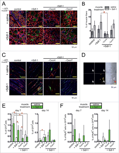 Figure 7. The localization of primary myoblasts and ESCs after transplantation to injured gastrocnemius muscle. (A) The localization of transplanted primary myoblasts expressing β-galactosidase in cross section of muscle at day 7 of regeneration (green - β-galactosidase, blue – chromatin, red – immunolocalization of laminin). (B) The proportion of muscle fibers formed with the participation of transplanted myoblasts in cross sections of muscle at day 7 of regeneration (n = 5). (C) The localization of transplanted ESCs expressing Green Fluoresent protein (GFP) in longitudinal section of muscle at day 7 of regeneration (green - GFP, blue – chromatin, red – immunolocalization of laminin). (D) The localization of mononucleated cells at muscle fiber isolated from skeletal muscle engrafted with ESCs expressing GFP analyzed at day 7 of regeneration (green – GFP, red – immunolocalization of GFP using anti-GFP antibody, blue – immunolocalization of Myod1, yellow - chromatin). (E) Proportion of ESCs expressing GFP in the population of mononucleated cells isolated from the muscle at day 7 and 14 of regeneration (n = 3). (F) Proportion of ESCs expressing Myf5 in the population of GFP expressing ESCs (n = 3). FACS analysis of results is presented as mean ± standard deviation. Student's non-paired t-test was used for statistical analyses. Asterisk marks significant differences (P < 0.05).