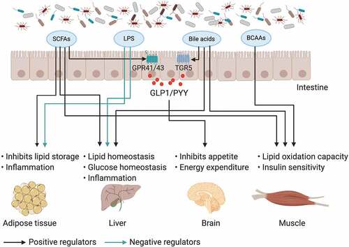 Figure 1. The impact of gut microbiota and its metabolites on inter-organ crosstalk contributes to obesity and insulin resistance