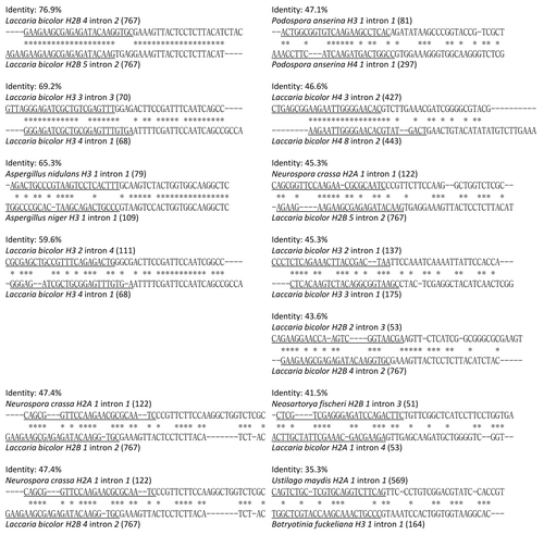 Figure 1 Alignments of DNA sequences of flanking regions of the 13 intron-pairs. Among the 305 fungal histone introns, 21 had sequence similarities to introns that have different insertion sites. Among these 21 introns, Neurospora crassa H2A 1 intron 1 had sequence similarity with three different introns, Laccaria bicolor H2B 4 intron 2 had similarity with three different introns, and Laccaria bicolor H2B 5 intron 2 had similarity with two different introns. Thus, we considered 13 intron-pairs. Underlined characters indicate the 5′-flanking region DNA sequence of each intron, the 3′ region is not underlined. Numbers in parentheses indicate the intron size (nucleotides).