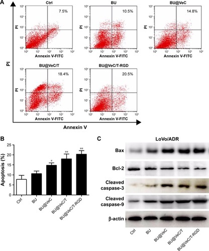 Figure 4 Apoptosis analysis.Notes: (A) Cells were stained with annexin V-FITC/PI and analyzed by flow cytometry. Cells were incubated with BU, BU@VeC micelles, BU@VeC/T MM, or BU@VeC/T-RGD MM for 48 hours in LoVo/ADR cells. Untreated cells served as control and (B) column chart showing the average of three studies, *P<0.05 and **P<0.01 indicate statistical significance levels compared with the control. (C) Western blot analysis of apoptosis-related proteins expression in LoVo/ADR.Abbreviations: BU, bufalin; MM, mixed micelles.