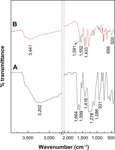 Figure 4 Fourier transform infrared spectra of PA (A) and PAN (B).Abbreviations: PA, protocatechuic acid; PAN, protocatechuic acid nanocomposite.