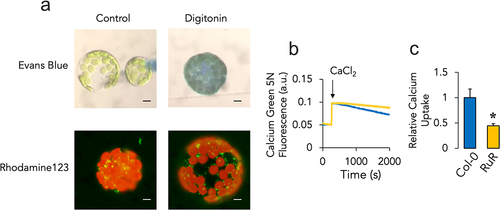 Figure 1. Digitonin-induced membrane permeabilization and intracellular calcium transport in isolated protoplasts from A. thaliana. (a) protoplasts (2 × 10.Citation5 were isolated as detailed in the methods section and incubated in PAB buffer with 10 mM succinate plus 1% Evans blue or 1 μM rhodamine 123 under control conditions or in the presence of 0.01% digitonin for 5 minutes. Cytoplasmic staining or mitochondrial membrane potential were assessed under the microscope. (b) permeabilized protoplasts (2 × 10.Citation5 were incubated with 2 μM calcium Green-5N and challenged with a single 100 μM CaCl2 pulse (arrow). Calcium uptake dynamics were then assessed for 2000s in the absence (blue trace) or presence (yellow trace) of 2 μM RuR. (C) relative calcium uptake rates were normalized under control conditions (Col-0) and compared to those in the presence of RuR. Data are presented as mean ± SEM. *p ≤ 0.05 for control versus RuR with n ≥ 4 with separate protoplast preparations in different experiments. Bar = 5 μm.