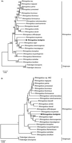 Figure 3. Maximum-likelihood (a) and Bayesian inference (b) phylogenetic trees inferred from complete mitochondrial genomes of Rhinogobius lentiginis and other 24 fishes. Numbers at nodes represent bootstrap support values for ML tree, and posterior probabilities for BI tree. The discordant result between the two trees was the placement of R. cliffordpopei.