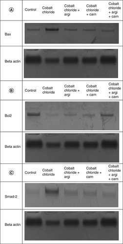 Figure 1. (A–C) Representative immunoblots (Western blot analysis) of hepatic Bax, Bcl 2, and Smad-2 in control and different treated groups.