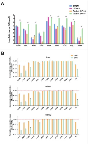 Figure 6. Characterization of the in vitro and in vivo expression of the putative effectors (A) and their fitness contribution in E. piscicida during infection of turbot fish (B). (A) qRT-PCR analysis of the expression of the putative effectors during bacterial growth in DMEM, J774A.1 or in vivo in turbot fish at 3 or 7 DPI. The preparation of total mRNA from E. piscicida WT and ΔesrB cells grown in the above-mentioned conditions is detailed in Materials and Methods. *P < 0.05, **P < 0.01 based on Student's t-test. (B) Barcoded WT and in-frame deletion mutants of the putative effectors were recovered from turbot fish inoculated with a pool of WT and mutant strains, and competitive indices (CI) were calculated based on the ratios of individual mutant/WT tags in output vs. input. Data from liver, spleen and kidney at 3 and 7 DPI are shown as the mean ± SEM. *P < 0.05, **P < 0.01 based on ANOVA followed by Dunnett's test for multiple comparisons comparing the data with the corresponding WT (barcode A,B)/WT(barcode C,D). All the experiments were conducted in triplicate with liver, spleen, and kidney samples that were pooled (n = 5) at each time point.