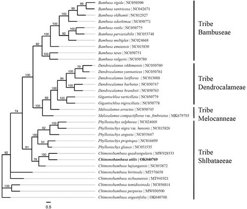 Figure 1. Maximum-likelihood phylogenetic analysis of 32 bamboo species from the four tribes, Bambuseae, Dendrocalameae, Melocanneae, and Shibataeeae in supertribe Bambusatae based on the complete chloroplast genome sequences. Bootstrap percentages are indicated for each branch.