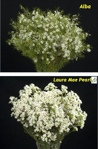 Fig. 1  Comparison of Chamelaucium uncinatum variety Alba with interspecific hybrid Laura Mae PearlDisplay full size(C. uncinatum×C. megalopetalum).