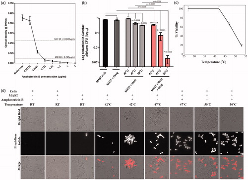 Figure 4. Effect of AC magnetic field (AMF) and drug release on C. albicans cells. (a) Minimum inhibitory concentration (MIC) curve (b) viability of C. albicans cells. Samples were subjected to AMF for 15 min. Without AMF/without drug, the cfu counts are statistically significant when compared to with AMF/without drug (p = .0049 at 47 °C and p = .0006 at 50 °C). Also, without AMF/with drug cfu counts are statistically significant when compared to with AMF/with drug (p = .0001 at 47 °C and 50 °C), (c) HeLa cell viability of AMF exposure. Error bar represents mean ± SE. *Shows the significant difference at p ≤ .05 w.r.t. control and (d) vital staining of C. albicans cells by propidium iodide (PI). Control and test samples were stained with PI to score for live–dead C. albicans cells. Scale bar 6 μm.