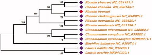 Figure 1. The maximum likelihood (ML) tree inferred from Phoebe bournei with other 11 plants chloroplast genomes. The bootstrap support values are shown at the branches. This tree was drawn without setting out groups.