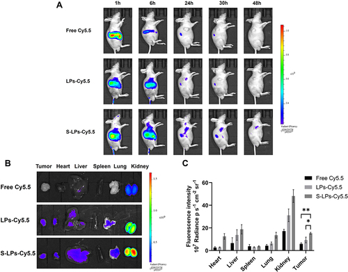 Figure 9 In vivo fluorescence imaging of tumor-bearing nude mice in each group (A), ex vivo fluorescence imaging (B) and quantitative analysis (C) of organs and tumors in each group,*p < 0.05, **p < 0.01.
