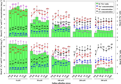 Figure 6. The Na+ concentration, Cl− concentration, K+ concentration and K+/Na+ ratio in shoot and root of L. chinensis under saline-alkaline stress. NM, FM, RI, DV, AS, CE and MIX represent plants inoculated without AMF, or with F. mosseae, R. intraradices, D. versiformis, A. scrobiculata, C. etunicatum and mixture of five AMF species, respectively. Plants were subjected to 0, 50, 100, 200, and 300 mM saline-alkaline stress. The results are presented as the mean ± SD of five replicates. Different letters indicate significant differences in parameters among different AMF inoculation treatments based on Duncan’s test (P < 0.05).