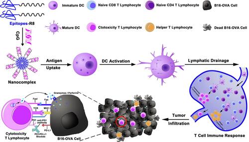 Figure 2 Schematic of the nanocomplex vaccine and specific anti-tumor T cell immune response. The nanovaccine was formed by co-assembly of the adjuvant CpG and the cationic Epitopes-R8. Reprinted from Chemical Engineering Journal, 399, Shi X, Song H, Wang C, et al, Co-assembled and self-delivered epitope/CpG nanocomplex vaccine augments peptide immunogenicity for cancer immunotherapy, 125854, Copyright 2020, with permission from Elsevier.Citation81