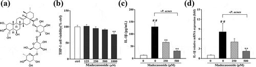 Figure 1. Effects of madecassoside on THP-1 cell viability and IL-1β in P. acnes stimulated THP-1 cells. (a) Chemical structure of madecassoside. (b) Effect of madecassoside on THP-1 cell viability was monitored by MTT. (c) Production of IL-1β was assayed by a Human IL-1β ELISA kit. (d) The mRNA expression of IL-1β was measured by qRT-PCR. Each value represents the mean ± SD of triplicate experiments. (##) P < 0.01 compared with control group; (**) P < 0.01 compared with only P. acnes stimulated group.