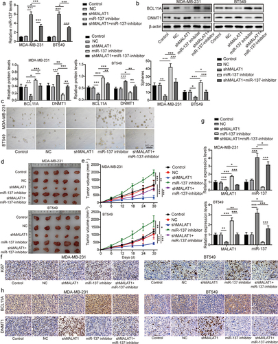 Figure 6. MALAT1 reduced DNMT1 expression through miR-137/BCL11A pathway to promote the stemness and tumor formation of TNBC. MDA-MB-231 and BT549 cells were classified into the control group, the NC group, the sh-MALAT1 group, the miR-137 inhibitor group and the sh-MALAT1 + miR-137 inhibitor group. (a) miR-137 expression in MDA-MB-231 and BT549 cells was assessed by RT-qPCR. (b) Western blot was conducted to evaluate BCL11A and DNMT1 levels in MDA-MB-231 and BT549 cells. (c) the sphere formation capacity of in MDA-MB-231 and BT549 cells was detected by sphere formation assay. MDA-MB-231 and BT549 cells in each group were subcutaneously injected in nude mice n = 3. (d) Tumors were collected and photographed. (e) the tumor volume was calculated. (f) Ki67 level in tumors was evaluated by IHC (scale bar = 100 µm). (g) MALAT1 and miR-137 expressions in tumors were detected by RT-qPCR. (h) IHC was conducted to evaluate BCL11A and DNMT1 levels in tumors (scale bar = 100 µm). The measurement data were presented as mean ± SD. All of the tests in this study were conducted for three times. *P < 0.05, **P < 0.01, ***P < 0.001.