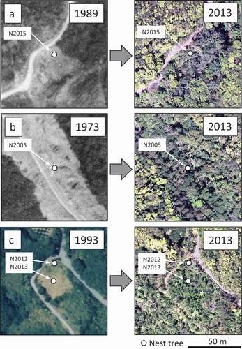 Figure 2. Examples of aerial photographs showing nest sites that had regenerated (right) after human disturbance (left). Types of disturbance included: (a) clear cutting, (b) road construction, and (c) abandoned cultivated land