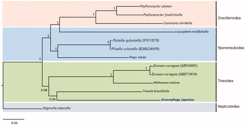 Figure 1. Bayesian inference (BI) method-based phylogenetic tree for three superfamilies in Ditrysia (Tineoidea, Gracillarioidea, and Yponomeutoidea) obtained using concatenated sequences of 13 PCGs and 2 rRNAs. The numbers at each node indicate Bayesian posterior probabilities (BPPs). The scale bar indicates the number of substitutions per site. One species of Nepticuloidea (Stigmella roborella) was included as an outgroup. GenBank accession numbers are as follows: Tineola bisselliella, KJ508045 (Timmermans et al. Citation2014); Mahasena oolona, KY856825 (Li et al. Citation2017); Eumeta variegate, AP018693 and MH574939 (Arakawa et al. Citation2018; Jeong et al. Citation2018); Phyllonorycter froelichiella, KJ508048 (Timmermans et al. Citation2014); Phyllonorycter platani, KJ508044 (Timmermans et al. Citation2014); Cameraria ohridella, KJ508042 (Timmermans et al. Citation2014); Plutella xylostella, JF911819 and KM023645 (Wei et al. Citation2013; Dai et al. Citation2016); Leucoptera malifoliella, JN790955 (Wu et al. Citation2012); Prays oleae, KM874804 (van Asch et al. Citation2014); and Stigmella roborella, KJ508054 (Timmermans et al. Citation2014).