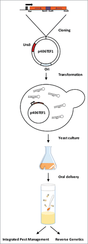 Figure 1. Schematic summarizing the protocol for production and oral delivery of genetically modified yeast expressing dsRNA to insect targets. Inverted repeats of target sequence are cloned into expression vector p406TEF1 and transformed into S. cerevisae. Transformants are selected on minimal media without Uracil. Previously expanded yeast culture is then pelleted and could be use for further applications. For more details, see ref. 2.