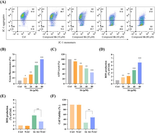 Figure 6. Effect of compound 16 on mitochondrial function in H1975 cells. (A) Mitochondrial membrane potential was assessed by JC-1 staining and flow cytometry. (B) Quantification of the green fluorescence. (C) Cellular ATP levels after treated with different concentrations (10, 20, 40, and 80 μM) of 16 for 6 h. (D) Intracellular ROS levels after treated with various concentrations of 16 for 6 h. (E) Intracellular ROS level analysis following treated with 16 with or pre-treatment with NAC (20 μM). (F) Cell viability following treated with 16 (40 μM) for 24 h alone or with pre-treatment with NAC as measured by MTT assay. *p < 0.05, **p < 0.01, and ***p < 0.001 compared with the control.