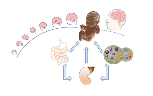 Figure 1. The regulation of neurodevelopment from conception to maturity is the result of extensive cooperation and bidirectional interactions between environmental-interfacing systems. In the figure, the immune, endocrine, and gut-microbiota systems are represented as the most active participants in the dialogue between the environment and the developing brain.