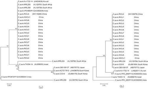 Fig. 2 Phylogenetic relationships of Candida auris strains isolated in Shenyang, China, compared with reference strains.Phylogenetic trees were generated from the internal transcribed spacer (a) region and D1/D2 domain of the ribosomal DNA large subunit sequences (b). The percentage of replicate trees in which the associated taxa clustered together in the bootstrap test (1000 replicates) is shown next to each branch. Bold indicates strains from China. GenBank accession numbers are provided in parentheses. Scale bar indicates nucleotide substitutions per site