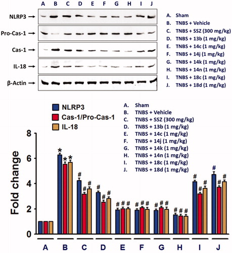 Figure 5. NLRP3 inflammasome formation in TNBS-treated rat colon was suppressed by the compounds. Total protein extracts from colon tissue homogenates were used for detection of NLRP3 inflammasome components. The bar graphs represent the mean ± SEM of protein expression quantified in three independent experiments. *p < 0.05, compared with vehicle-treated control group. #p < 0.05, compared with the TNBS-treated group.